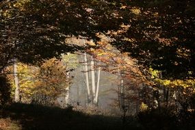 photo of mystic autumn beech forest