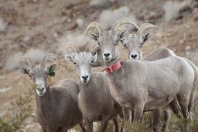 desert bighorn sheep in the wildlife