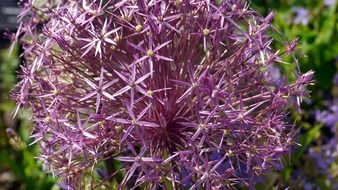 summer leek flower