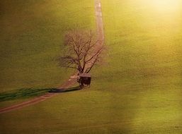 A tree in a green meadow near the road