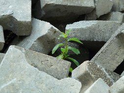 tree plant growth in a stones