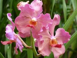 pink orchids in the greenhouse