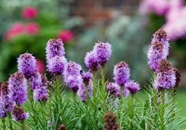 macro photo of natural purple lavender