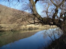 A tree near the river in the fall