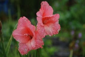 pink gladioli in the rain
