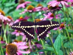 brown butterfly on echinacea flower