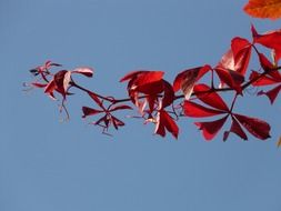 bright red japanese maple against the sky