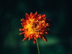 lonely orange flower on a dark green background
