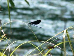 dragonfly wings