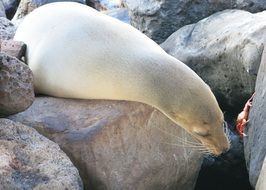 seals lie on the rocks