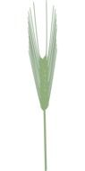 green spike of barley on a white background