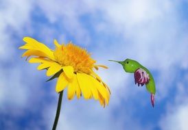 hummingbird eat food flower close