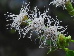 Picture of the spring flowers