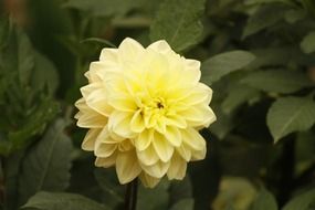dahlia, huge yellow flower