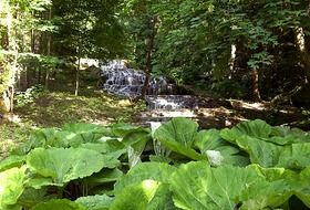 Waterfall in the forest on the background of green leaves