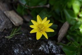 yellow celandine plant flower