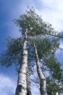 bottom view of high summer birch