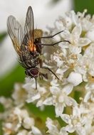 fly hydrangea white