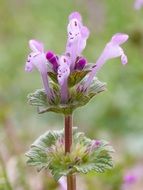 henbit deadnettle