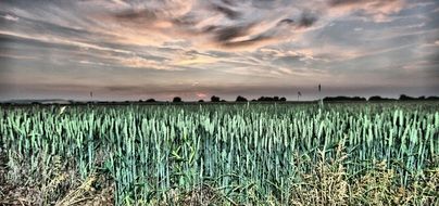 natural landscape of of agricultural field
