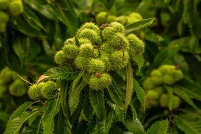 green chestnut tree