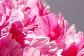delicate petals of pink peony