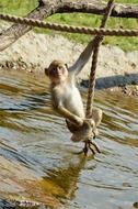 ape monkey on the rope at wildlife