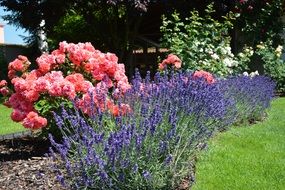 Pink and purple flowers in garden flowerbed