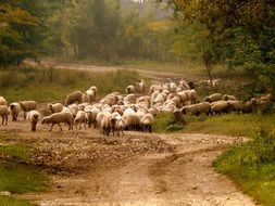 sheep in rural environment