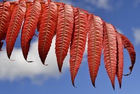Red leaves against the blue sky