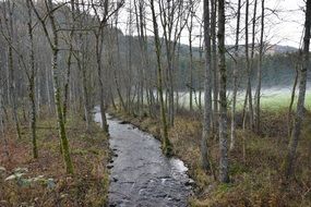 Stream in autumn forest