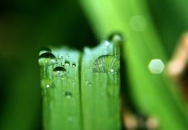 drops of dew run down a blade of grass