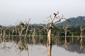 dry trees in water in a park in asia