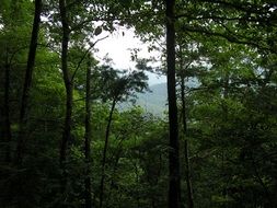 Tennessee mountains through dense forest