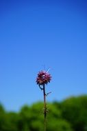 phacelia flower blossom sky view