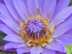 Macro photo of the beautiful purple and yellow water lily