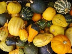 colorful pumpkins in pile, autumn background
