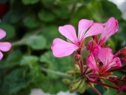 pink flowers in the garden close up