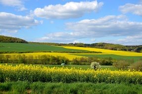 Landscape of the field of rapeseeds