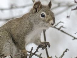 cute squirrel watching close-up