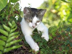 home kitten on a green bush