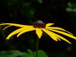 yellow flower echinacea