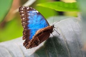 beautiful blue butterfly on leaf macro