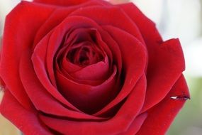 velvety rose bud closeup