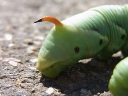 caterpillar of winch hawk moth