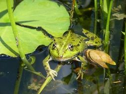 Picture of frog is in a pond