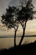 two trees near the water at dusk