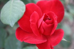 Scarlet Rose in Nanyang Rose Garden