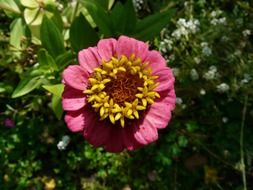 Zinnia is a summer flower