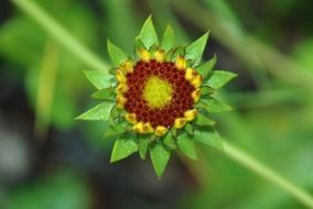 amazing tiny wild flower